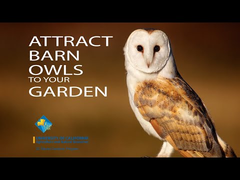 Attract Barn Owls to your Garden