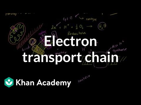 Electron Transport Chain