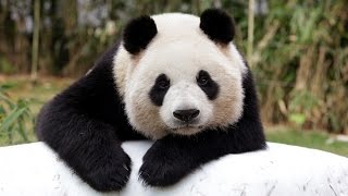 The panda population is perking up