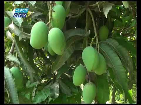 বিষমুক্ত আম বাজারজাতকরণে উদ্যোগ
