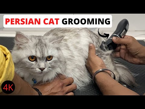 Persian cat full Grooming🪒 | How to take care of your persian cats🐱
