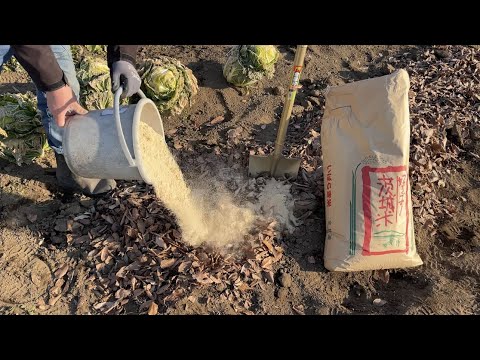 園芸 枯れ葉をすぐに集めて細断します