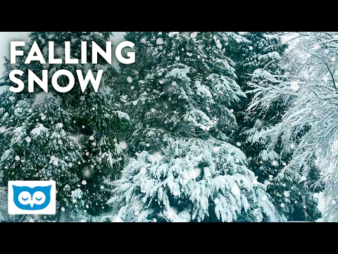 Relaxing Falling Snow - 2 Hours Peaceful Snowfall & Light Wind Noise