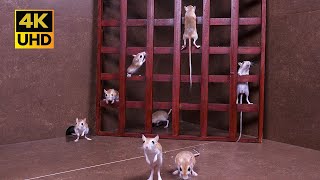 Cat TV Fun in 4K : Adorable Mice Hide & Seek in Wooden Grid with Non-Stop Action for Cats to Watch