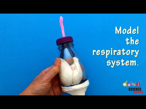 Explore How we Breathe | STEM Lesson Plan