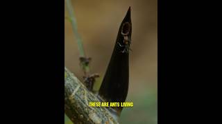 Download lagu Crafty Acacia Holds Ants Hostage With Addictive Reward! 🧠🐜 mp3 Download lagu Crafty Acacia Holds Ants Hostage With Addictive Reward! 🧠🐜 mp3