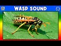 🐝 WASP SOUND - WASP SOUND EFFECT - WASP BUZZ - NOISE OF WASP