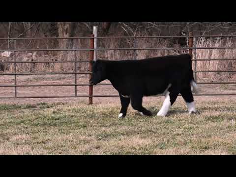 Listing 31771643256-video