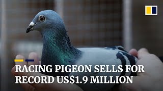 Belgian racing pigeon flies past record to sell for nearly US$1.9 million at auction