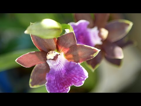 園芸 ジゴペタルム