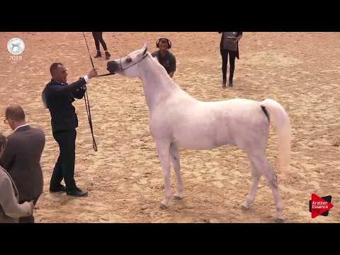 N.42 FRASERA MASHARRA - SEWC 2018 - Senior Mares (Class 3A)