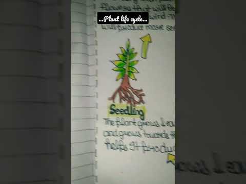#Plants life cycle #satisfying #youtubeshorts #artgallery#ytshorts #earth day drawing#viralshorts...