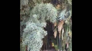 An Education and Experience of the Magic of Bamboo