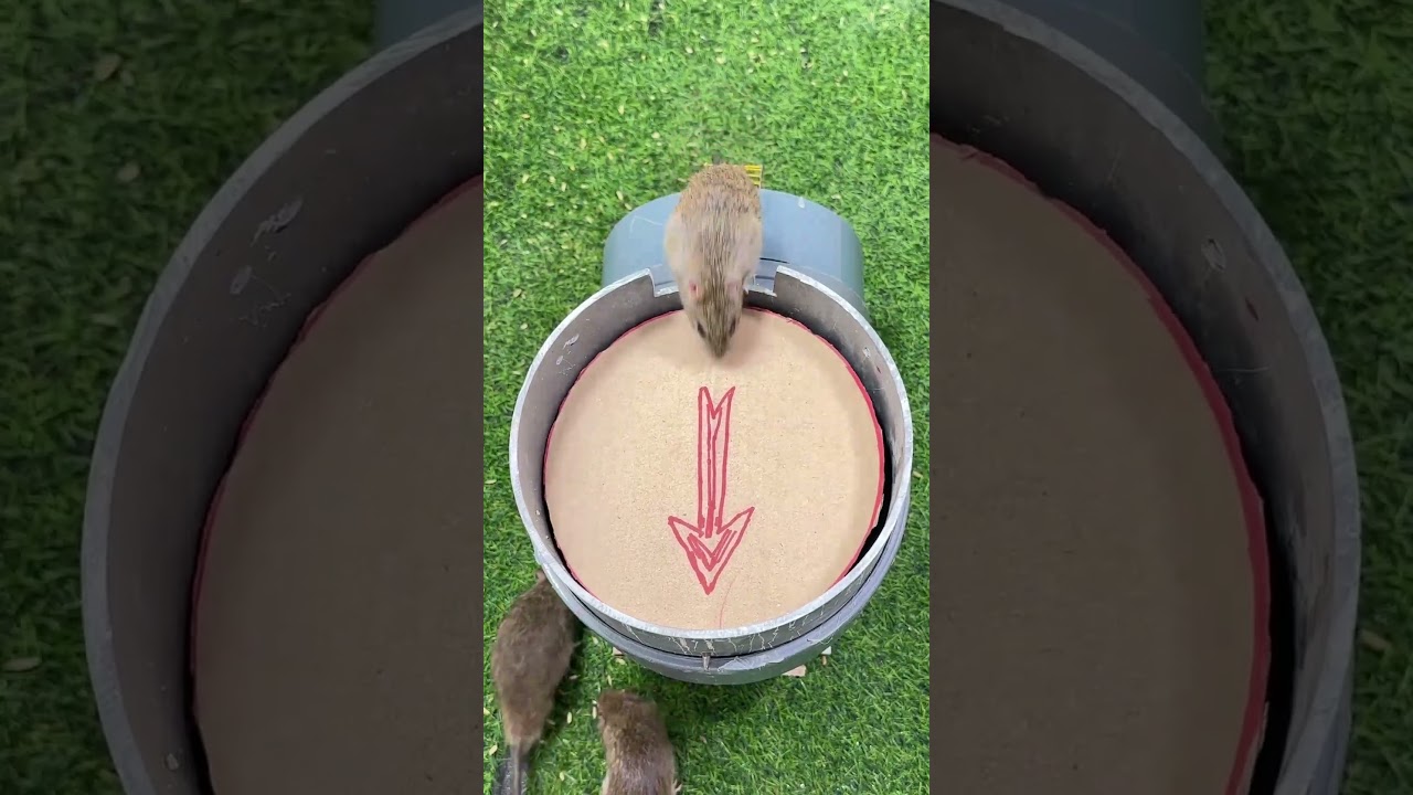 Easy mouse trap good rat trap from cardboard #rattrap #mouse #mousetrap #trap #rat #diymousetrap