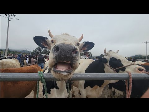 Feria de animales en Cantón Saquisilí Cotopaxi 2026
