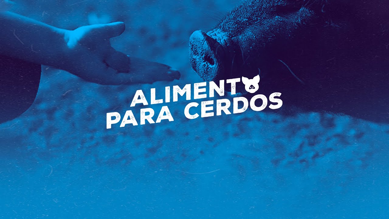 Alimento para Cerdos
