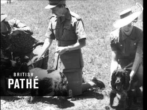 Pals Dogs (1942)