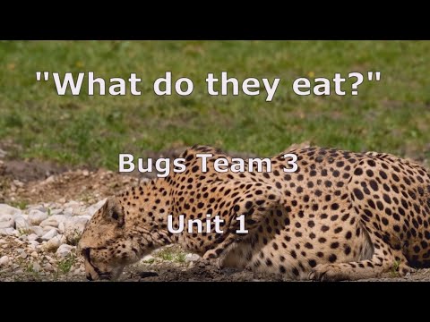 "What do they eat?" song, Bugs Team 3, unit 1.
