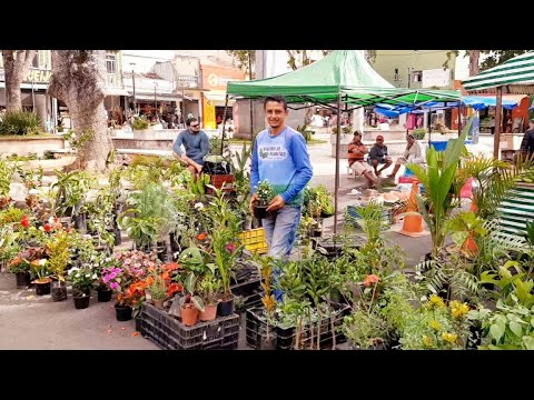 FEIRA EM SAO BENEDITO CEARÁ 05/11/25