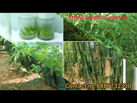 Tissue culture Bamboo plant