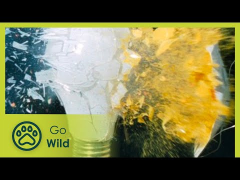 The Secrets of Nature: Time Limits