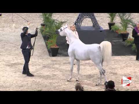 N.131 MOUNTASSAR AL ZOBAIR - Paris 2015 - 4+ year old Stallion (Class CM6 B)