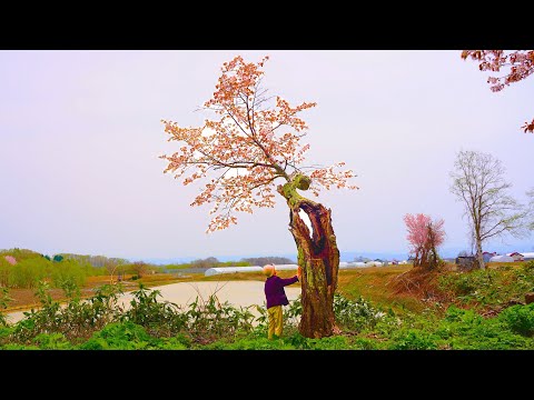 An Unknown Ancient Cherry Blossom and My 90-year-old Grandma