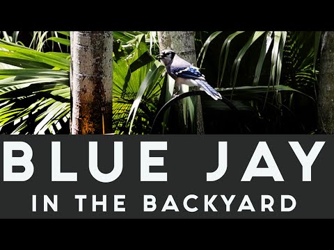 Blue Jay in the backyard | Feeding & Calling March 21, 2022
