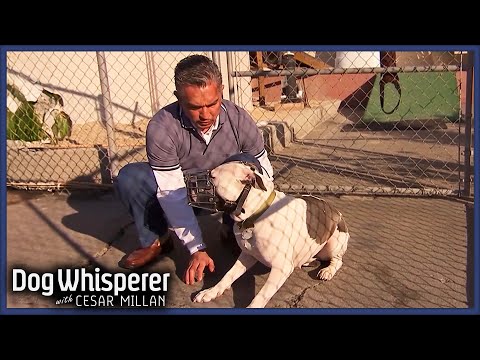 2 Hours of Cesar Millan's Most Aggressive Dogs | Dog Whisperer Marathon