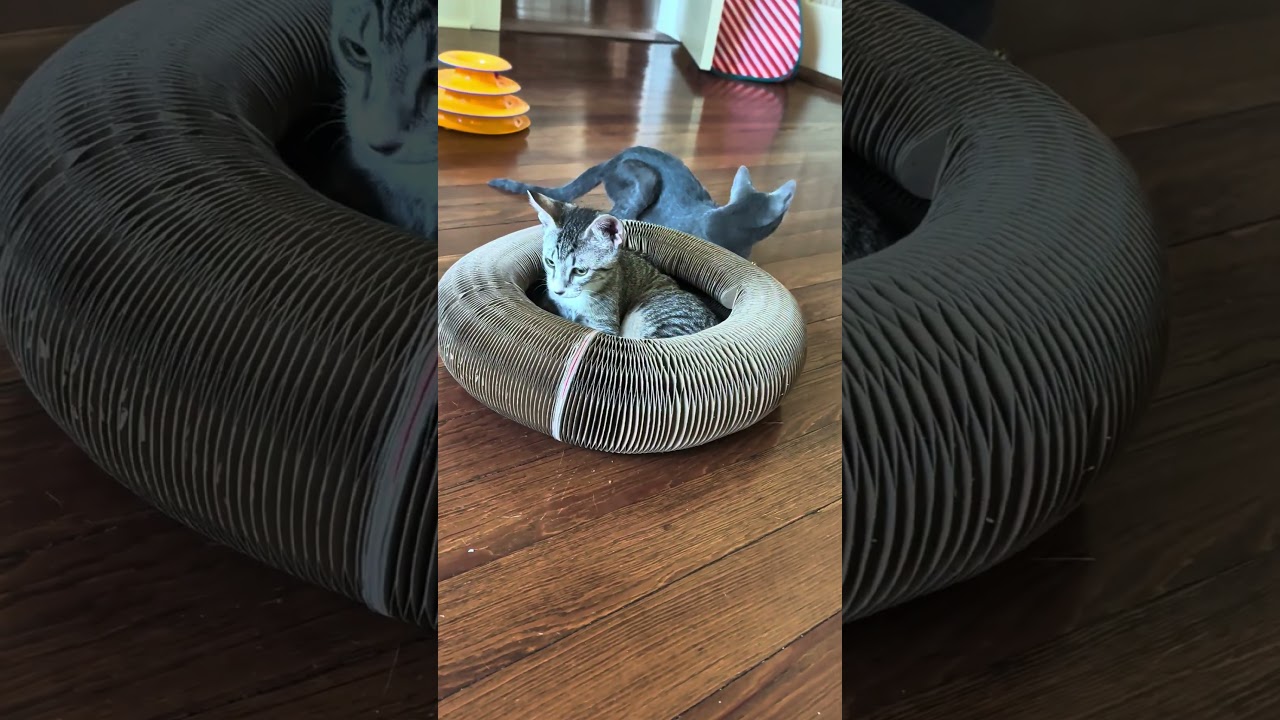 Enlarge Reina, a Adoptable Domestic Short Hair in Niantic, CT video 2/5
