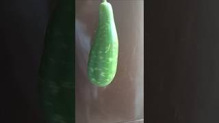 Download lagu bottle gourd stew mp3 Download lagu bottle gourd stew mp3