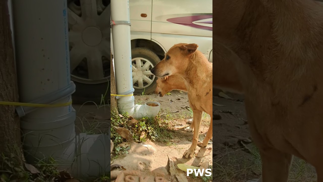 Setup Automatic Feeder for Dogs