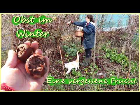 Die Mispel im Portrait - Mispelmus & Mispel Likör