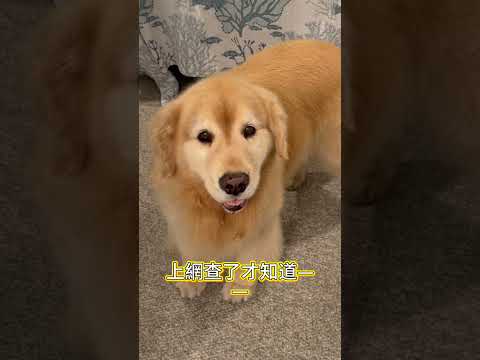 上廁所時為什麼毛孩子守在門外