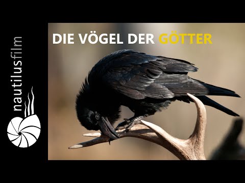 Göttervögel - Galgenvögel | Naturdokumentation | Jan Haft