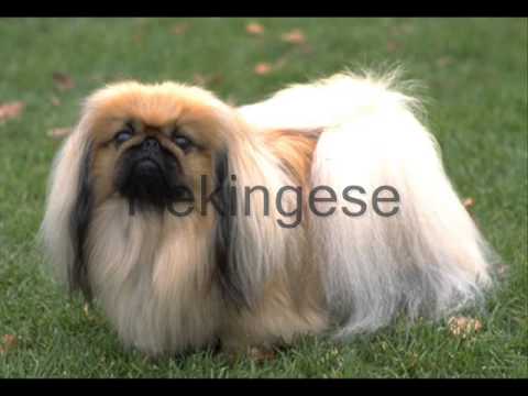 Razas de perros (pte.2)