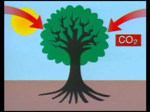 Zurück zur Erde - Der Stoffkreislauf im Wald