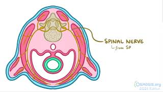 Development of the muscular system