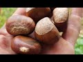 Sweet Chestnuts - Little Tree Farm