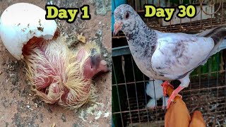How Pigeons Babies Develop in 28 Days | Baby Pigeons Growing Day by Day