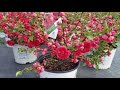 Chaenomeles Double Take™ Pink Storm  ( Japanese Quince)