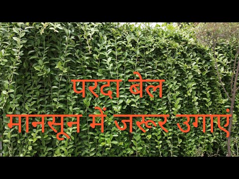 download lagu mp3 mp4 Curtain Creeper Plant, download lagu Curtain Creeper Plant gratis, unduh video klip Curtain Creeper Plant
