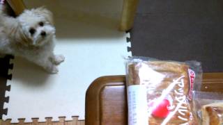 菓子パンとポメプー