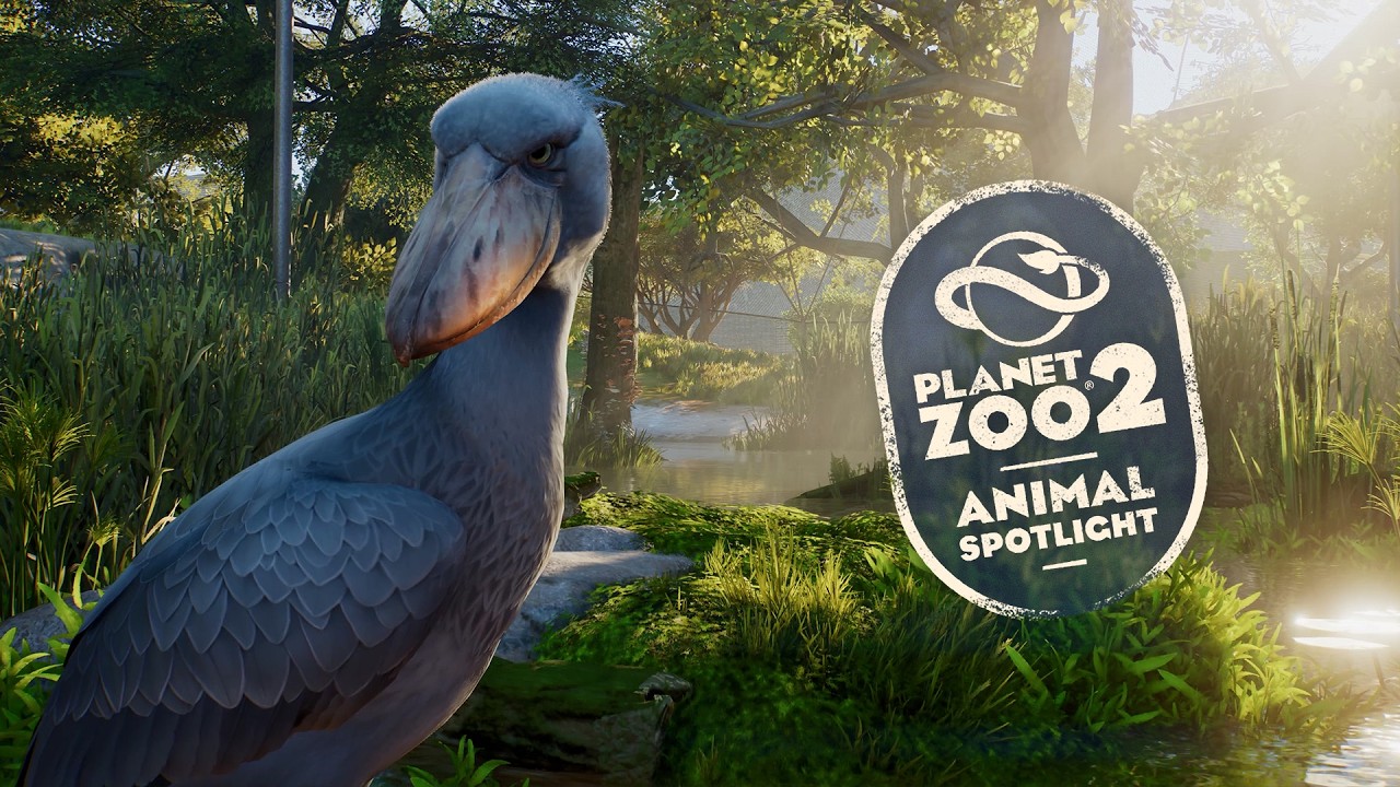 Planet Zoo 2 dedica il terzo Animal Spotlight al becco a scarpa