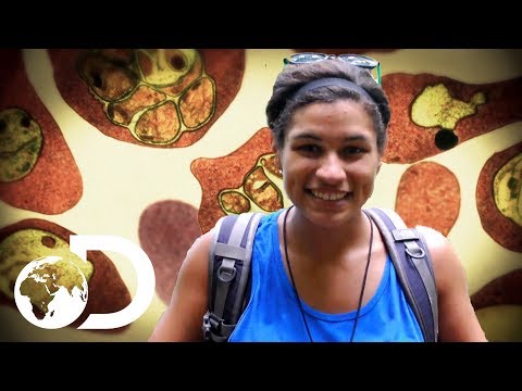 Malaria Nightmares Become A Reality | Monsters Inside Me