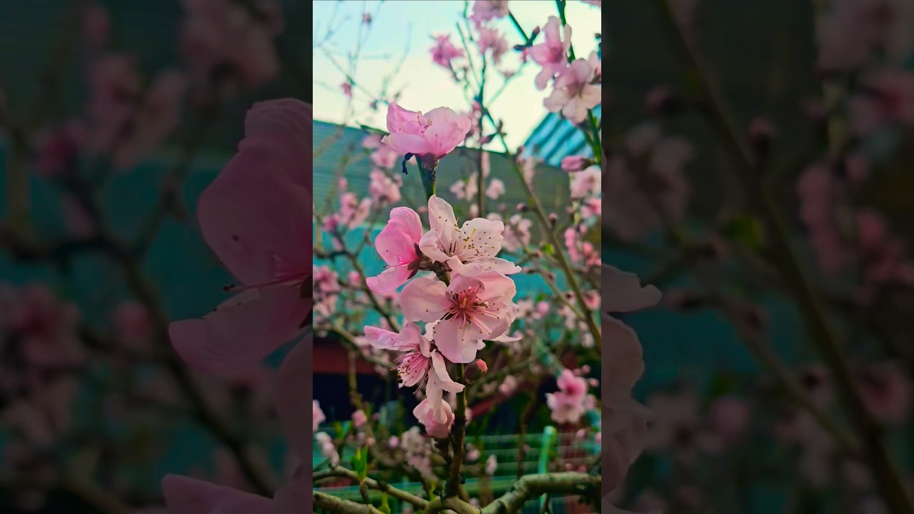 #japan #sakura #cherryblossom #osaka #flowers #さくら #はな