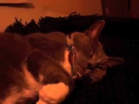 Unmanned- Epic Tuba Tune (with cats!)