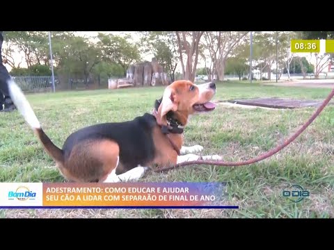 Como educar e ajudar seu cão a lidar com separação em fim de ano 02 12 2020