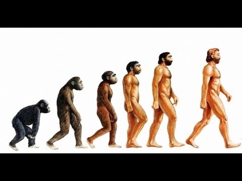 Doku - Die Evolution der Menschen | So entstanden die Menschen