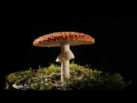 Fly agaric growing time lapse filmed over 3 days. Magic mushroom Amanita muscaria